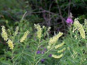 藥材專用葉面肥噴施效果(甘肅客戶) 藥材專用葉面肥噴施效果(甘肅客戶)