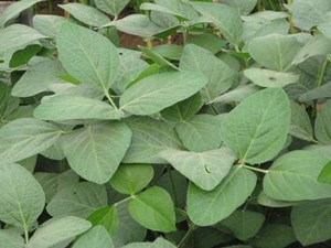 鉬葉面肥及作用效果反饋(吉林客戶) 鉬葉面肥及作用效果反饋(吉林客戶)