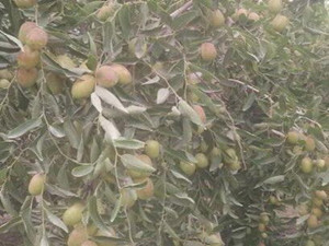 噴施棗樹專用葉面肥效果案例【新疆】 噴施棗樹專用葉面肥效果案例【新疆】