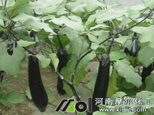 茄子專用葉面肥使用效果前后對比【山東壽光】 茄子專用葉面肥使用效果前后對比【山東壽光】