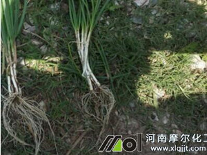 大蔥葉面肥使用前后對比【廣東地區(qū)】 大蔥葉面肥使用前后對比【廣東地區(qū)】