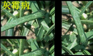 大蔥灰霉病癥狀 大蔥灰霉病癥狀