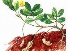 花生葉面肥施用指南