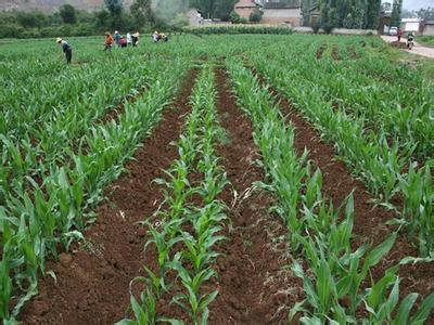 玉米幼苗期