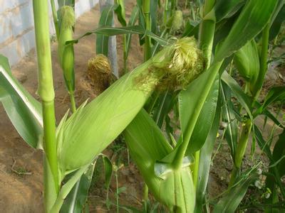 玉米葉面肥施用指南