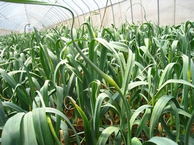 大蒜葉面肥施用指南