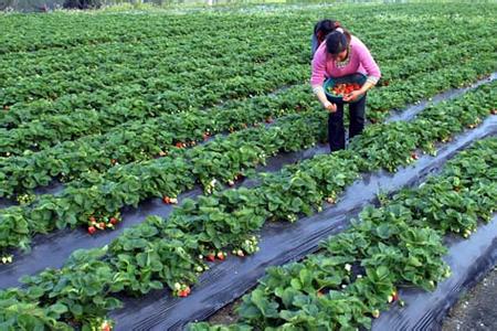 草莓超濃縮葉面肥