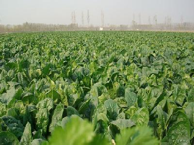 菠菜缺硼現(xiàn)象