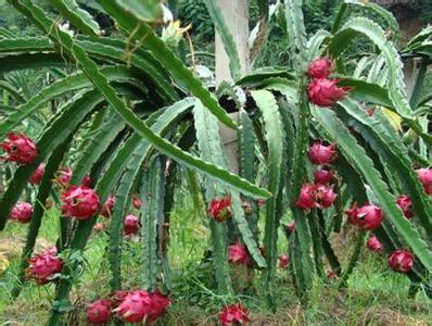 火龍果結(jié)果期