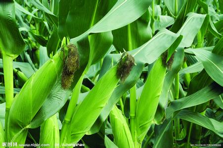 葉面肥使用方法