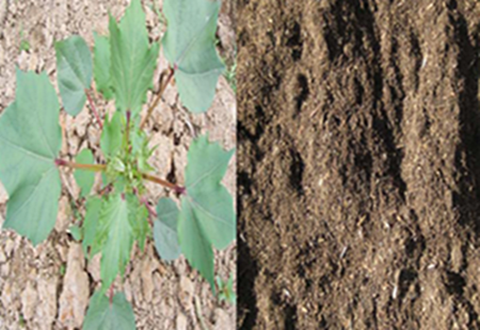 腐殖酸使用前后效果對(duì)比