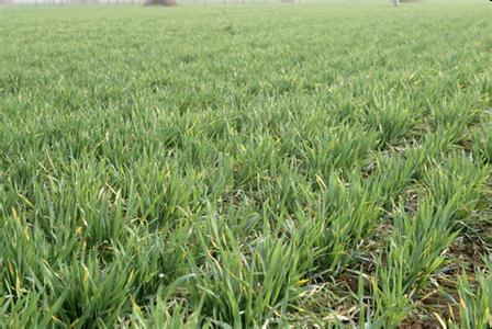 冬小麥返青期