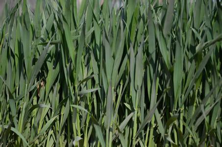 冬小麥拔節(jié)期