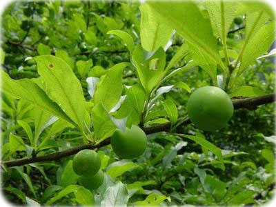 蜜柚嫩葉期效果圖 蜜柚嫩葉期效果圖