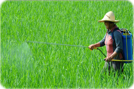 葉面肥持效期和注意事項(xiàng) 葉面肥持效期和注意事項(xiàng)