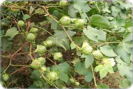 棉花花鈴期葉面肥 棉花花鈴期噴施葉面肥
