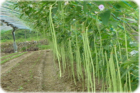 豆角結(jié)莢期 豆角結(jié)莢期