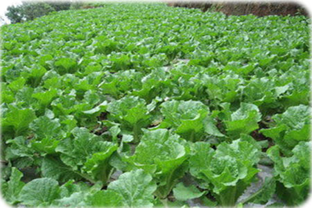 好的葉面肥選取 好的葉面肥選取