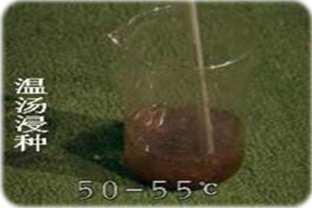 溫湯黃瓜種子 溫湯黃瓜種子