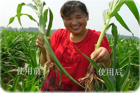 玉米葉面肥 玉米葉面肥