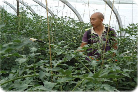 蔬菜噴施葉面肥部位 蔬菜噴施葉面肥部位