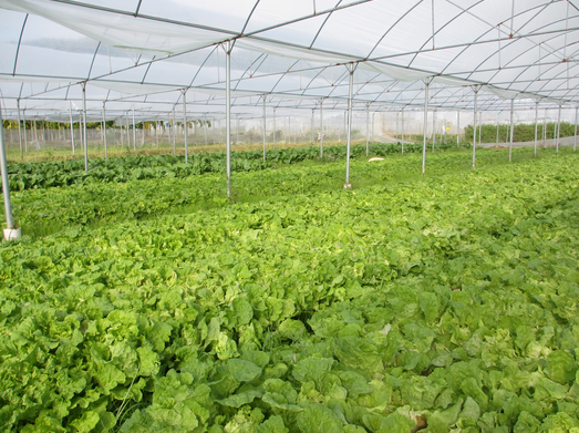 葉面肥效果 葉面肥效果