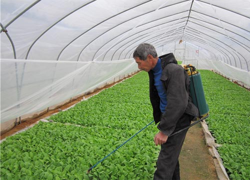 作物噴施葉面肥 作物噴施葉面肥