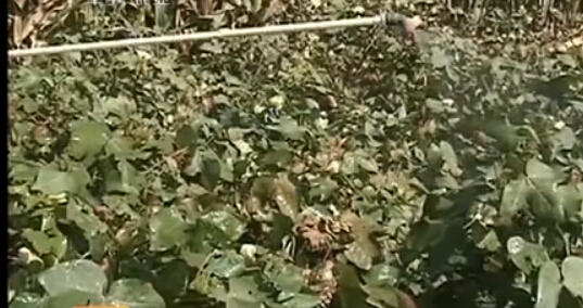 葉面肥施用誤區(qū) 葉面肥施用誤區(qū)