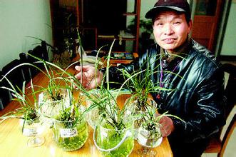 無土栽培蘭花 無土栽培蘭花