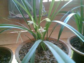 蘭花土壤種植 蘭花土壤種植