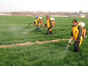 小麥噴施氨基酸葉面肥 小麥噴施氨基酸葉面肥