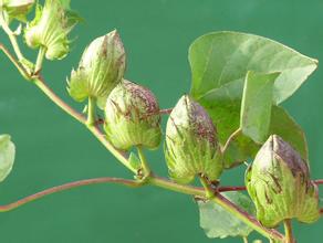 棉花蕾期噴施葉面肥 棉花蕾期噴施葉面肥