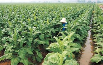 萬畝煙草 萬畝煙草