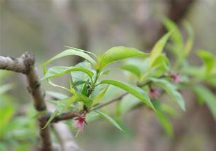 桃樹萌芽展葉期 桃樹萌芽展葉期