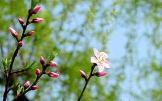 桃樹開花期 桃樹開花期