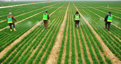 葉面肥營養(yǎng)機理 葉面肥營養(yǎng)機理