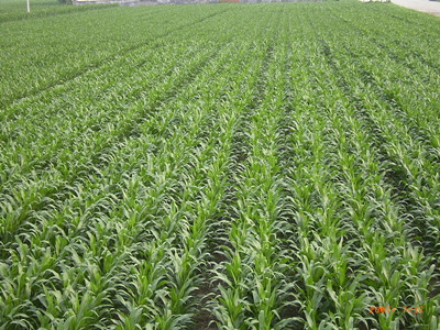 玉米葉面肥什么時(shí)候用 玉米葉面肥什么時(shí)候用