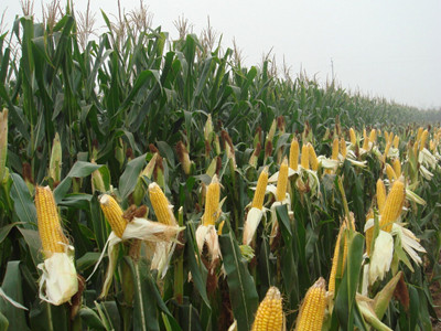 玉米葉面肥用法用量 玉米葉面肥用法用量