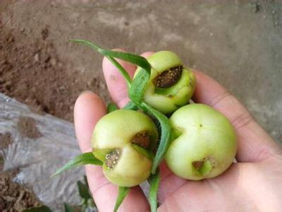 使用低端葉面肥造成畸形果 使用低端葉面肥造成畸形果