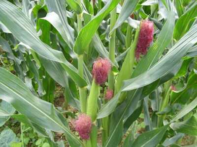 玉米葉面肥在接穗期施用 玉米葉面肥在接穗期施用