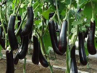 茄子葉面肥作用效果 茄子葉面肥作用效果