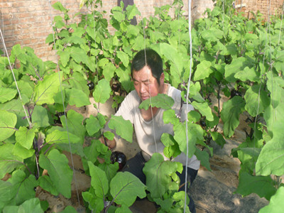 茄子種植 茄子種植
