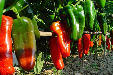 葉面肥對(duì)辣椒的影響 葉面肥對(duì)辣椒的影響