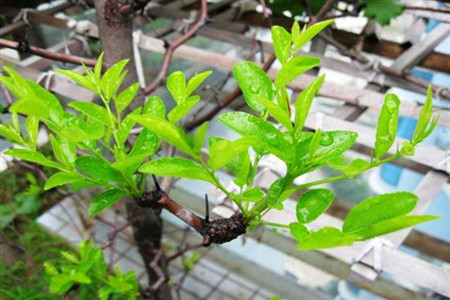 棗樹抽條期 棗樹抽條期