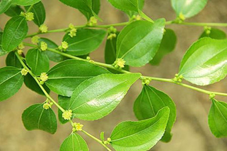 棗樹花期 棗樹花期