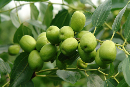 棗樹助果肥 棗樹助果肥