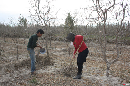 棗樹冬季施肥 棗樹冬季施肥
