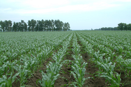 玉米苗期噴施葉面肥 玉米苗期噴施葉面肥