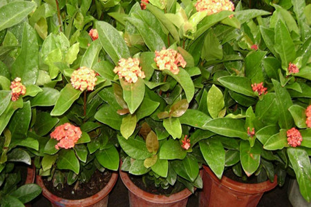 綠葉植物噴施葉面肥 綠葉植物噴施葉面肥