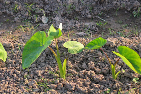 芋頭苗期 芋頭苗期
